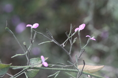 Peristrophe bicalyculata